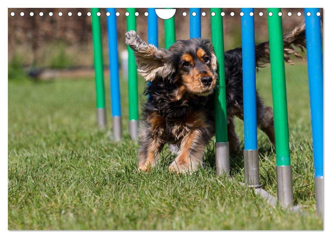 Bild: 9783435555918 | Agility - Sport und Spass (Wandkalender 2025 DIN A4 quer), CALVENDO...