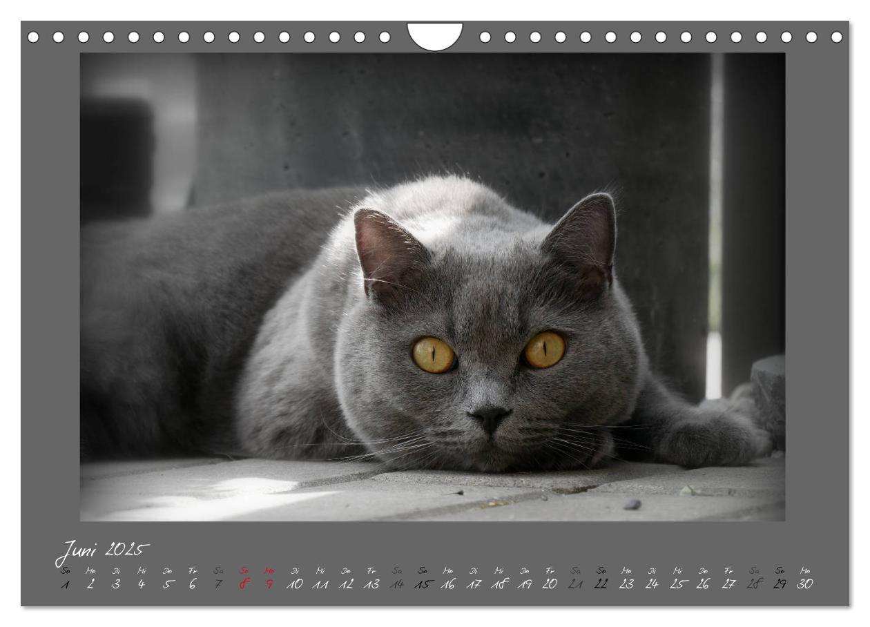 Bild: 9783435401673 | GRAUE ENGEL Britischkurzhaar-Katzen (Wandkalender 2025 DIN A4...