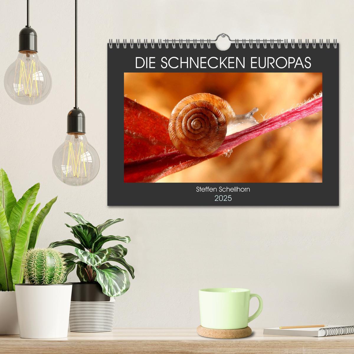 Bild: 9783435076338 | DIE SCHNECKEN EUROPAS (Wandkalender 2025 DIN A4 quer), CALVENDO...