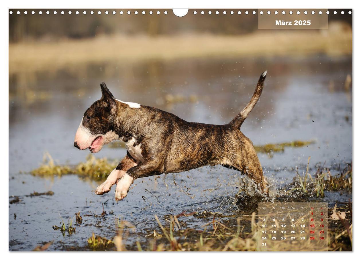 Bild: 9783435341122 | Bullterrier 2025 Frech und fröhlich durch das Jahr (Wandkalender...