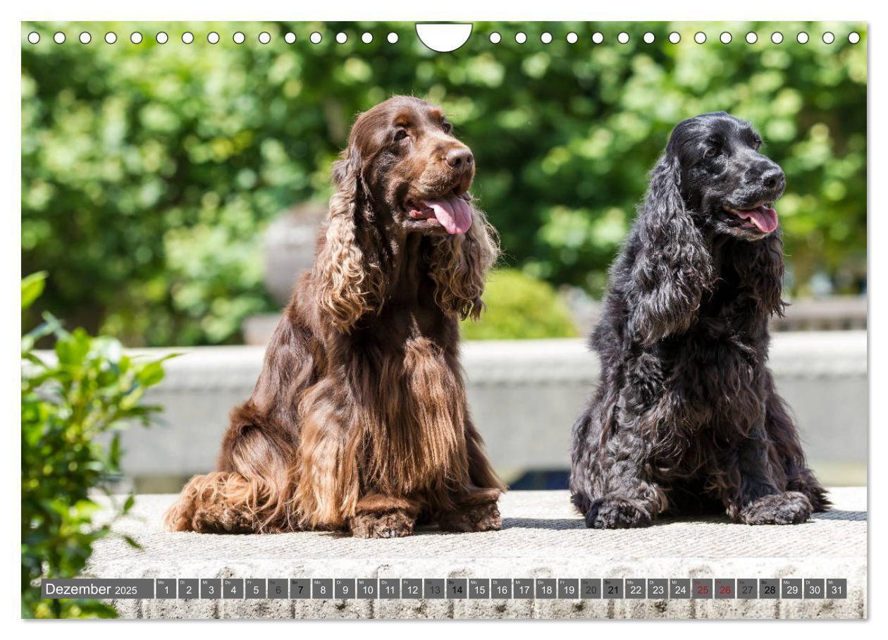 Bild: 9783435447930 | English Cocker Spaniels - Ein Spaziergang im Park (Wandkalender...