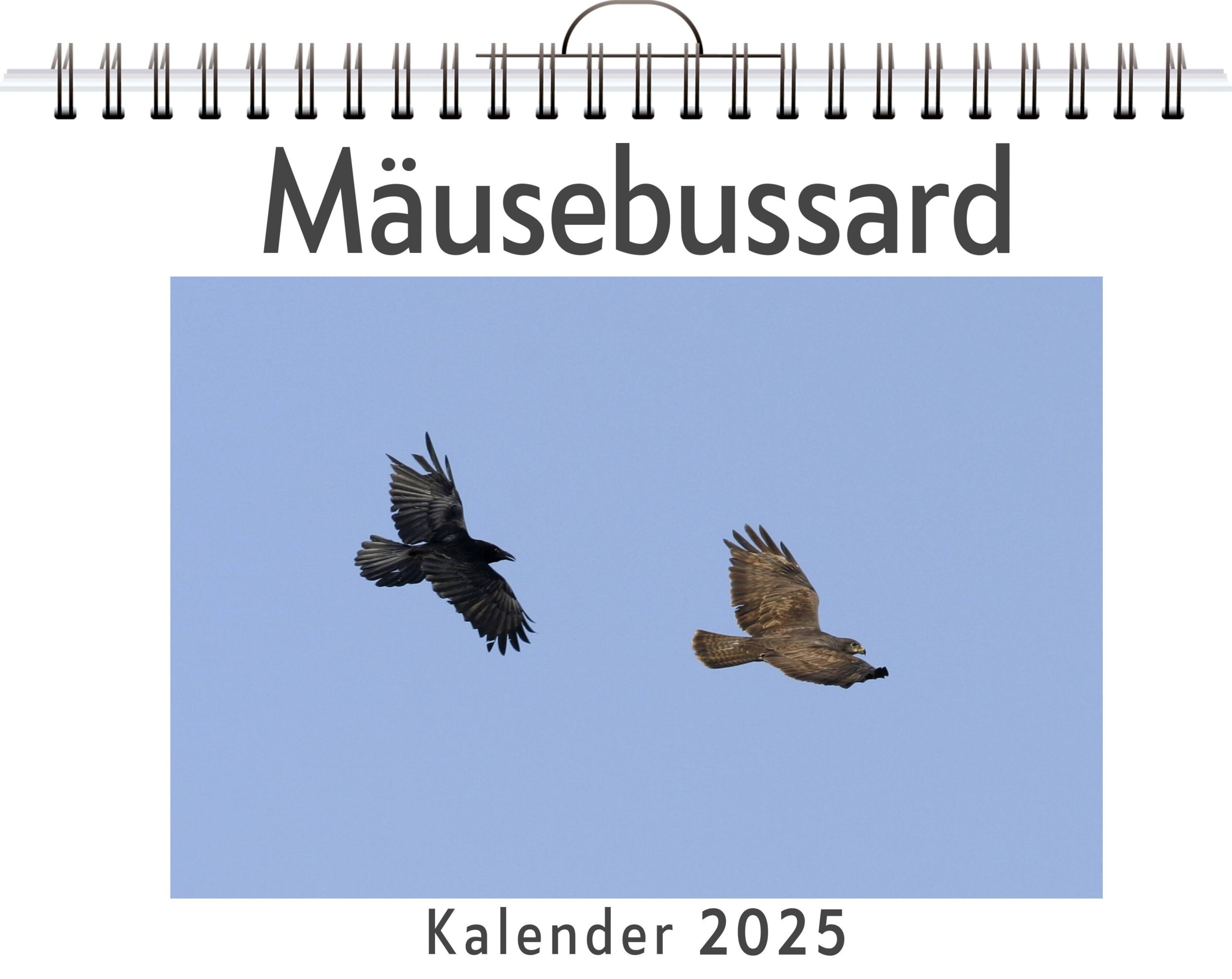 Cover: 9783759121011 | Mäusebussard | Zoe Hofmann | Kalender | Kalender | 14 S. | Deutsch