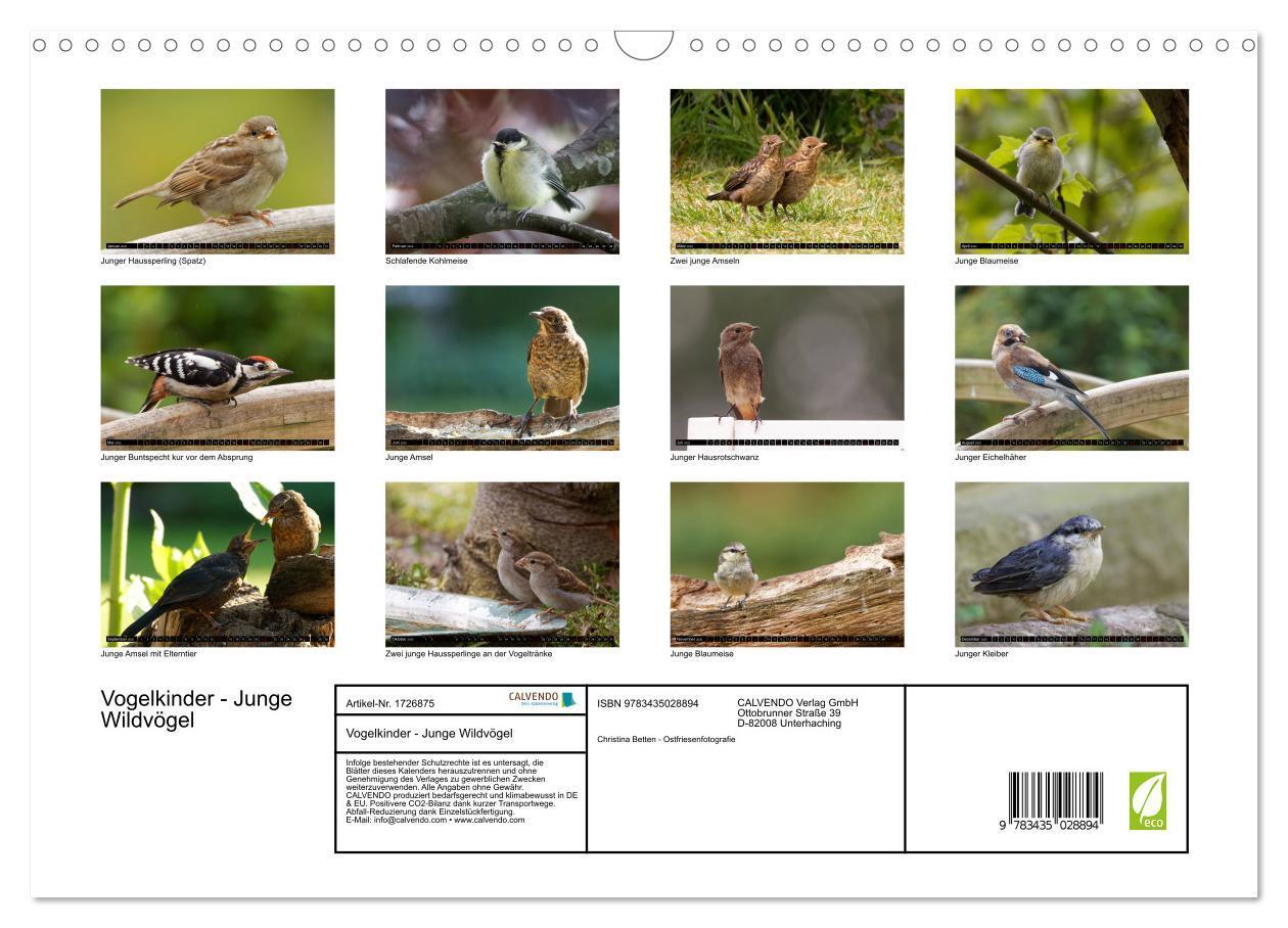 Bild: 9783435028894 | Vogelkinder - Junge Wildvögel (Wandkalender 2025 DIN A3 quer),...