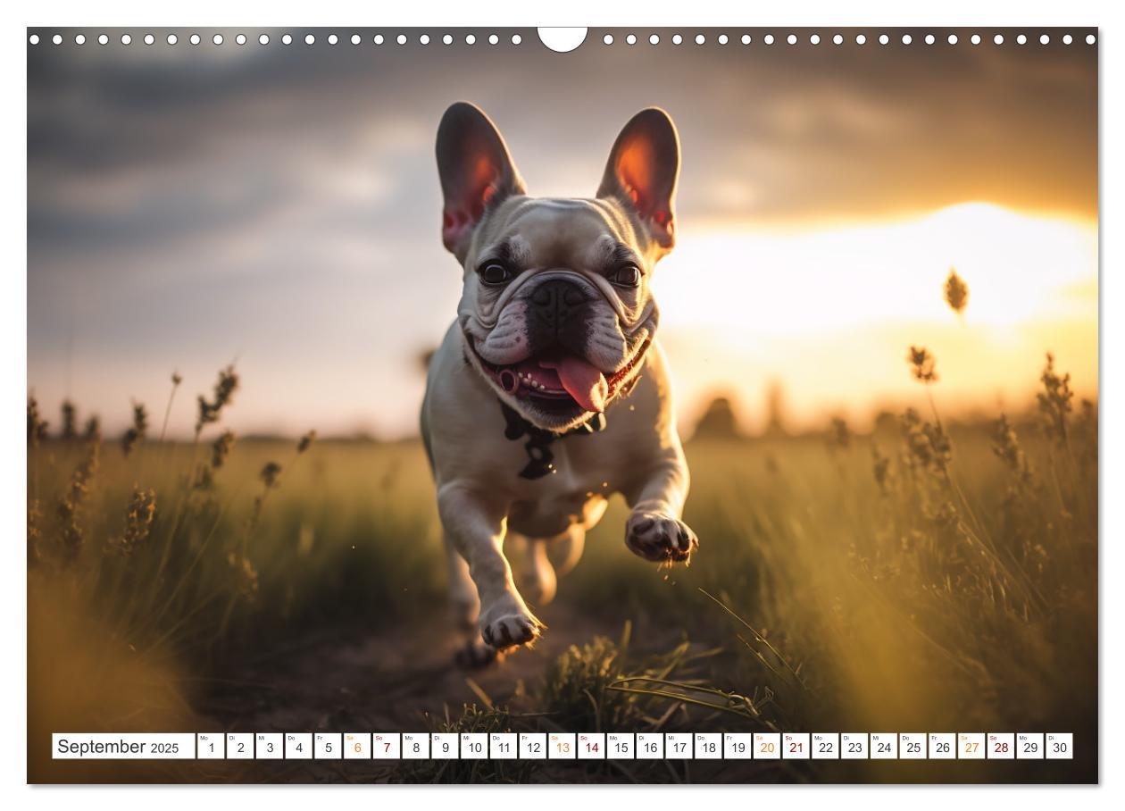 Bild: 9783383908293 | Französische Bulldoggen (Wandkalender 2025 DIN A3 quer), CALVENDO...