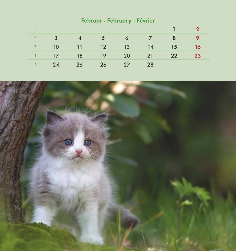 Bild: 4251732342296 | Alpha Edition - Schmusekatzen 2025 Postkartenkalender, 16x17cm,...