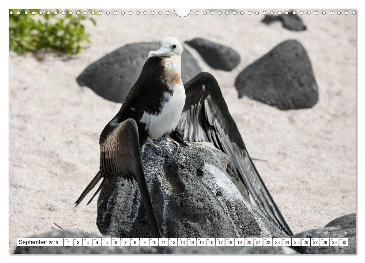 Bild: 9783435324118 | Galapagos-Inseln - Ein Paradies für Tiere (Wandkalender 2025 DIN A3...