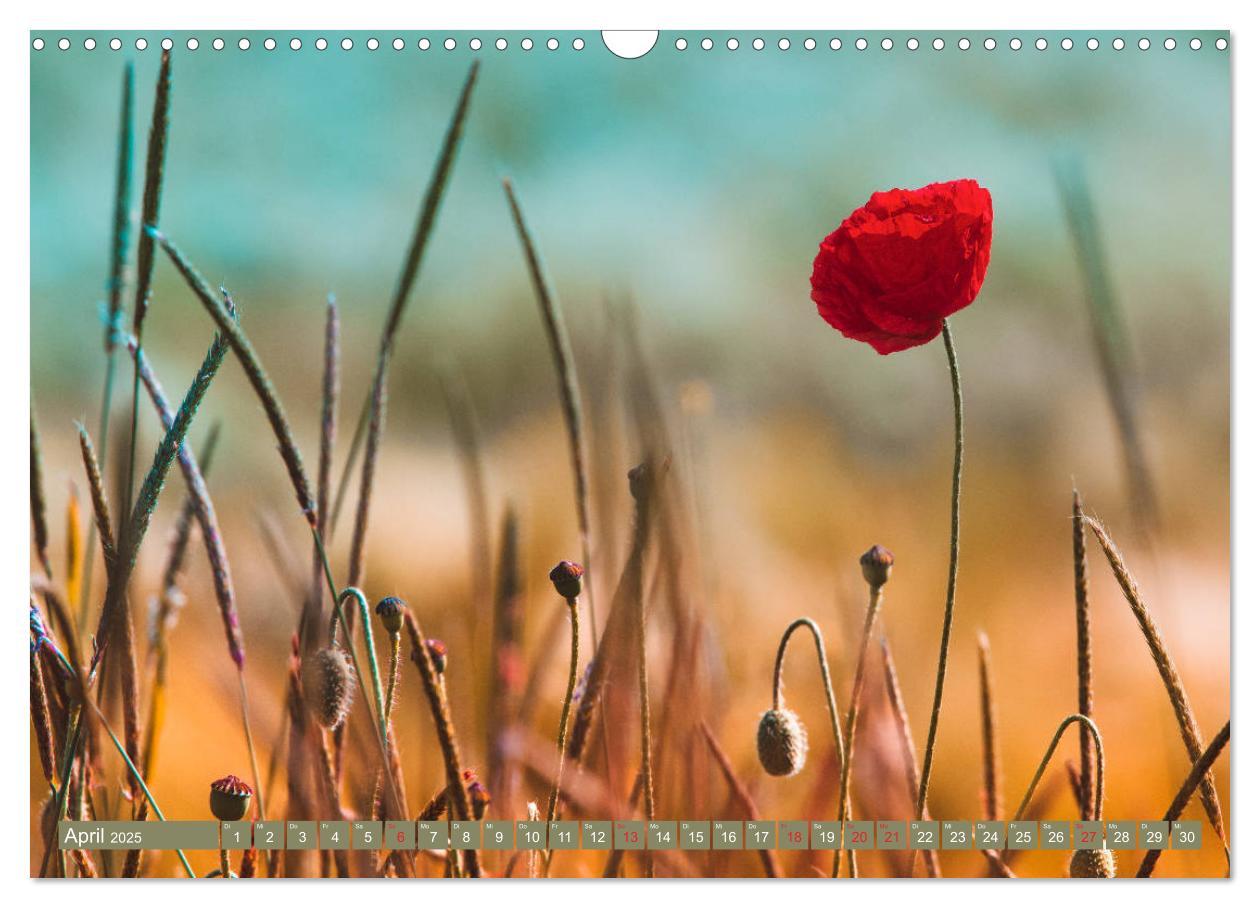 Bild: 9783435287857 | Mohnblumen - Fotografie mit Magie (Wandkalender 2025 DIN A3 quer),...