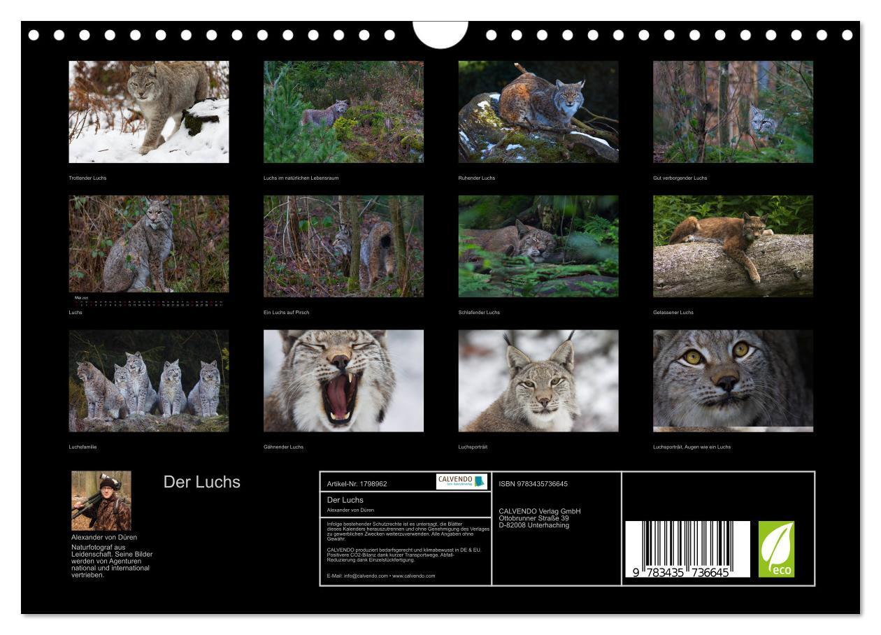 Bild: 9783435736645 | Der Luchs (Wandkalender 2025 DIN A4 quer), CALVENDO Monatskalender