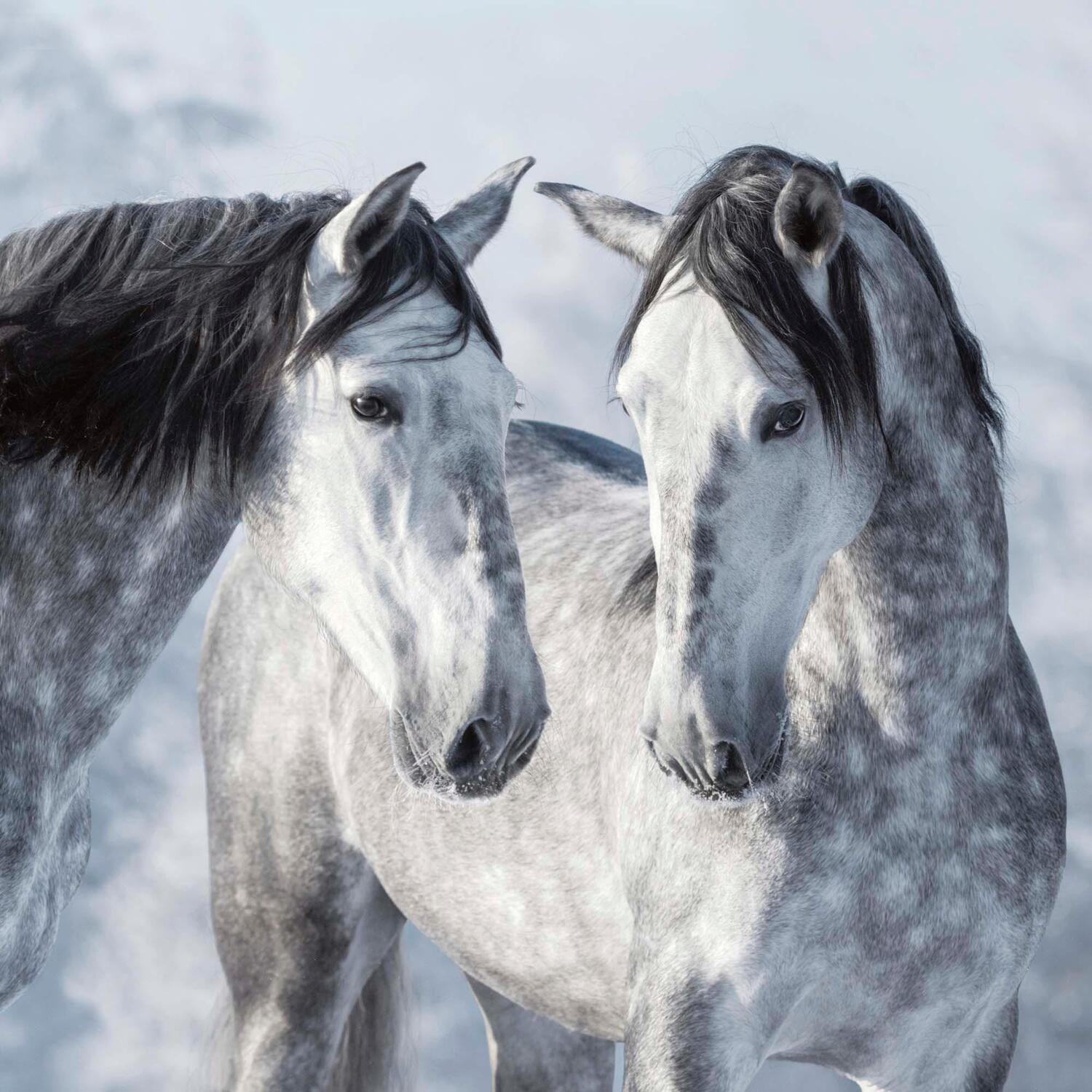 Bild: 9783959294027 | Magic Horses 2025 | Kalender 2025 | Kalender | Wonderful World | 28 S.