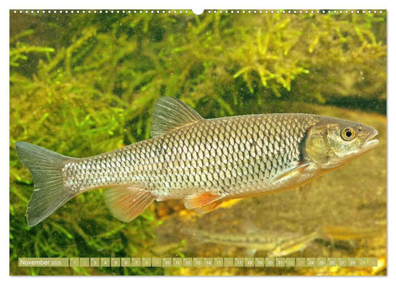 Bild: 9783383890758 | Fische in Teichen und Flüssen (hochwertiger Premium Wandkalender...