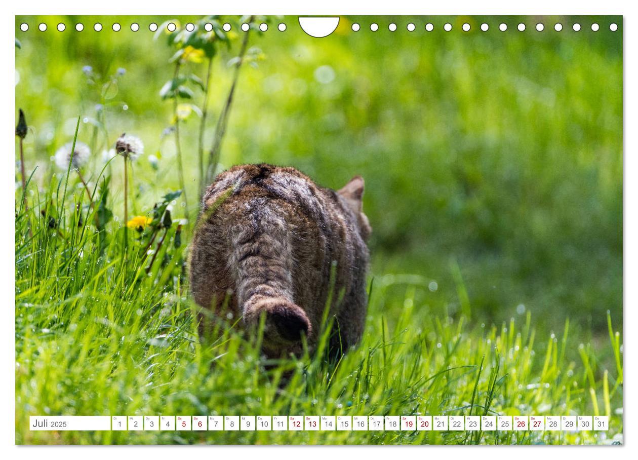 Bild: 9783435219797 | Wildkatzen - die anmutigsten Raubiere in Europa. (Wandkalender 2025...