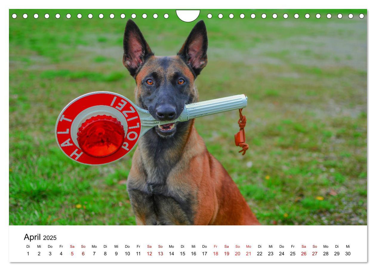 Bild: 9783435340415 | Malinois - Wahnsinn auf vier Pfoten (Wandkalender 2025 DIN A4...