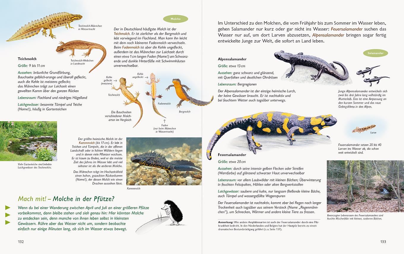 Bild: 9783981548570 | Wawra's Naturbuch, Band 1: Säugetiere, Vögel, Reptilien, Amphibien