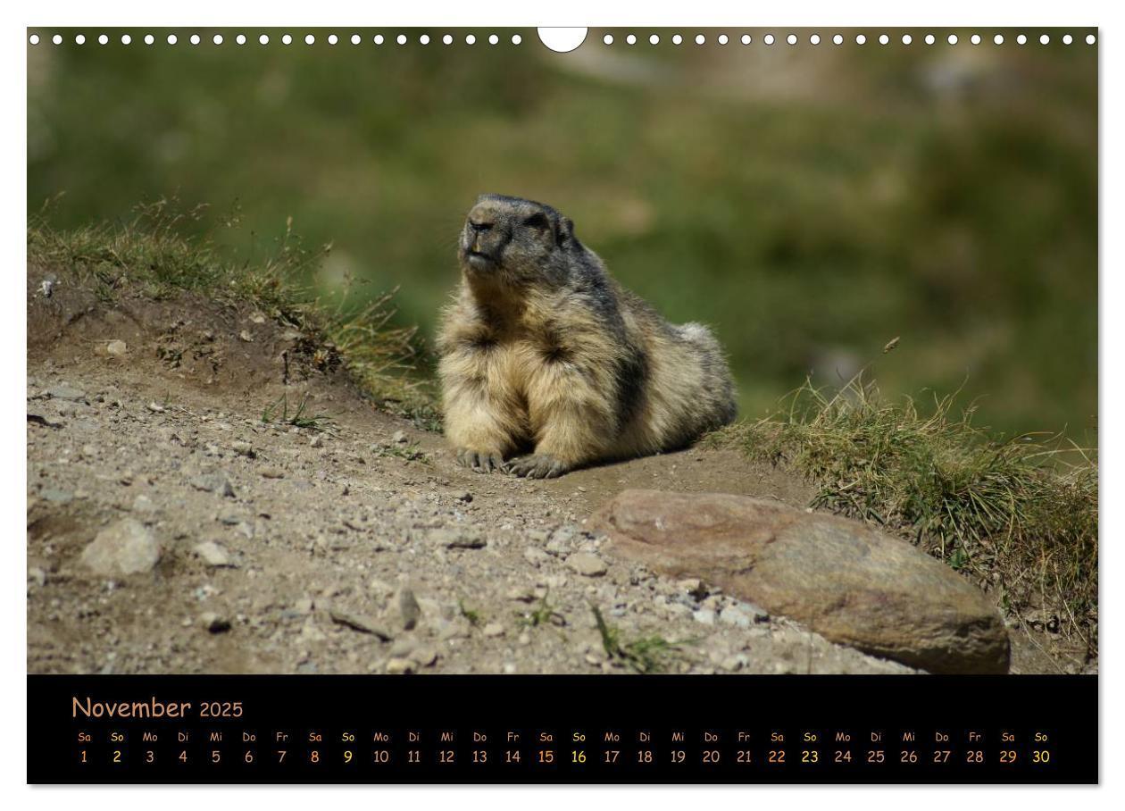 Bild: 9783435669356 | Wildlife - Verspielte Murmeltiere (Wandkalender 2025 DIN A3 quer),...