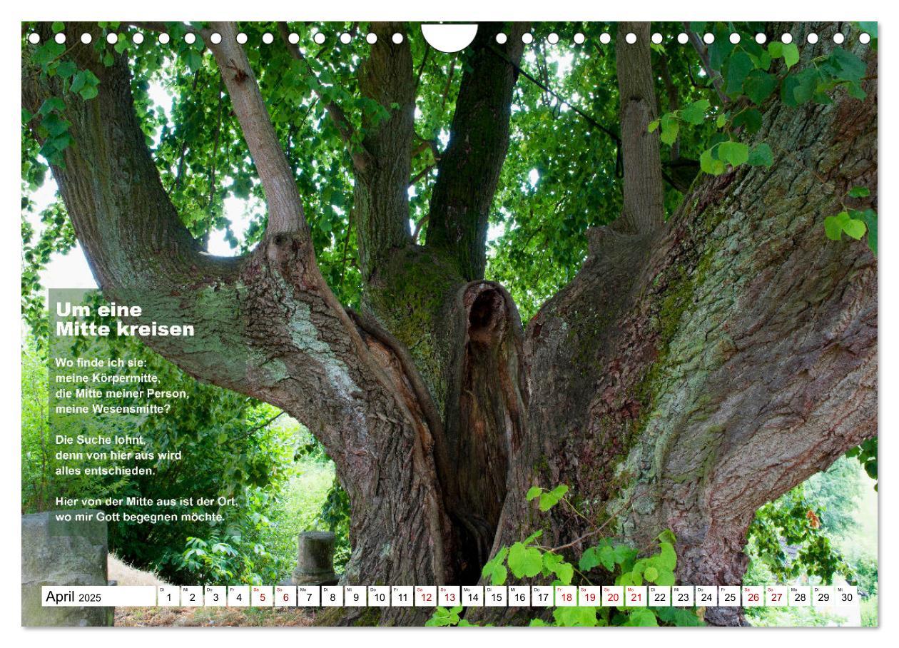 Bild: 9783383855825 | Stehen wie ein Baum (Wandkalender 2025 DIN A4 quer), CALVENDO...