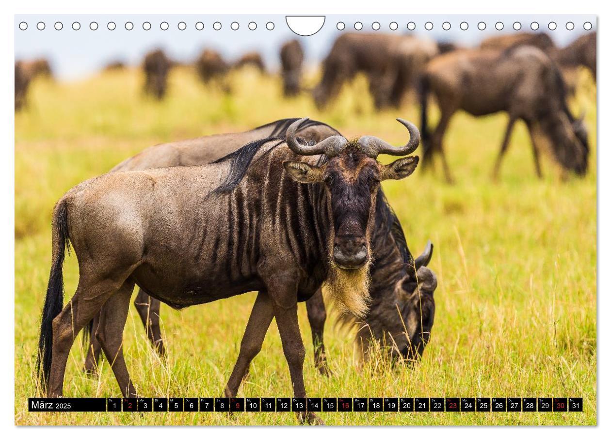 Bild: 9783435676941 | Masai Mara 2025 (Wandkalender 2025 DIN A4 quer), CALVENDO...