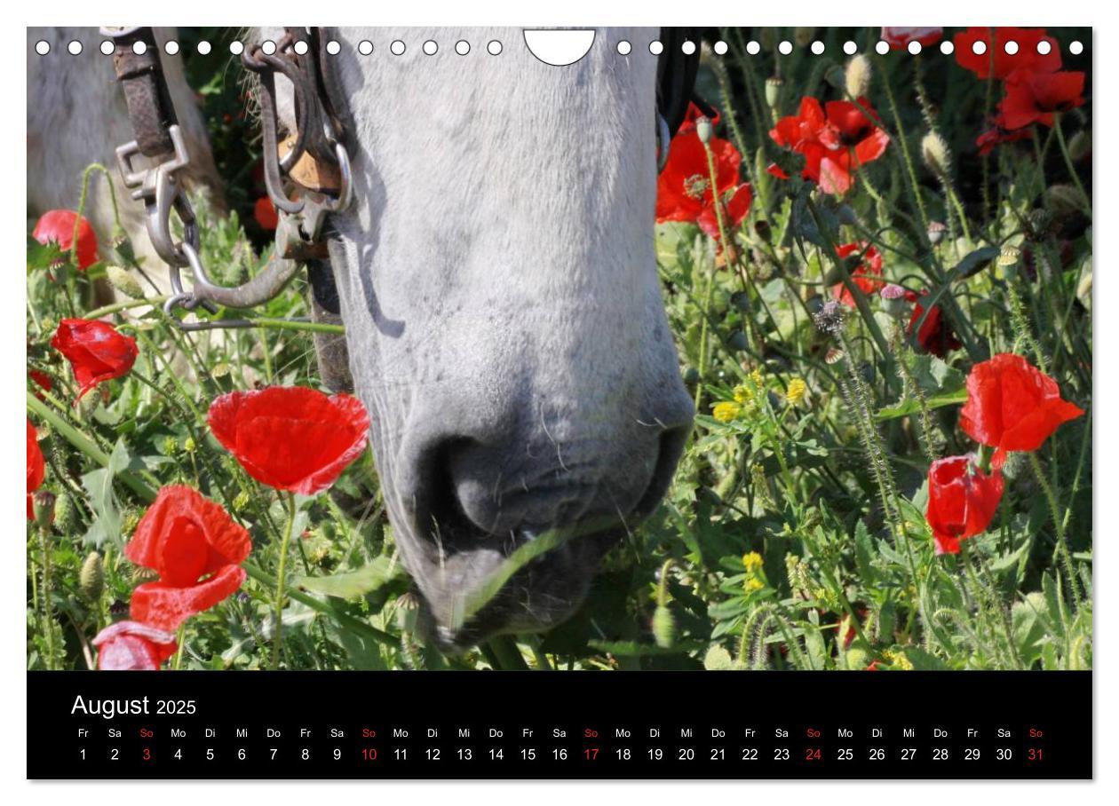 Bild: 9783435567126 | Caballos Spanische Pferde 2025 (Wandkalender 2025 DIN A4 quer),...