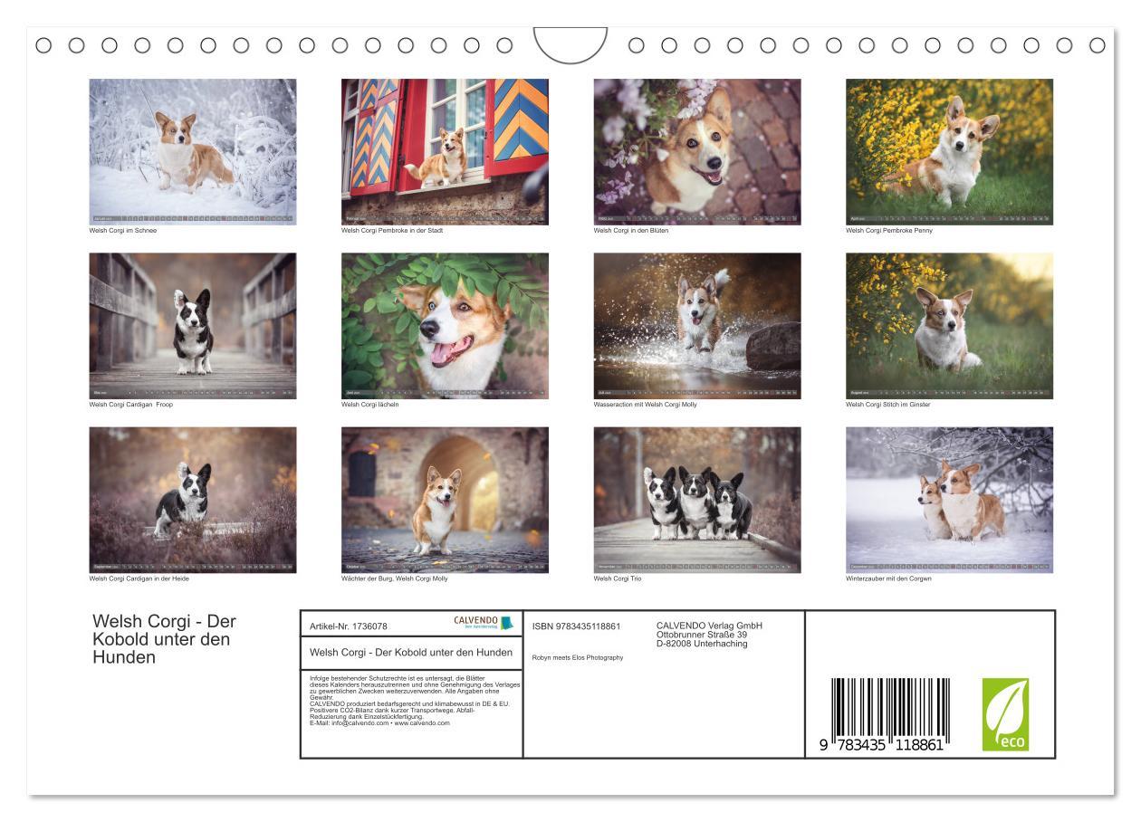 Bild: 9783435118861 | Welsh Corgi - Der Kobold unter den Hunden (Wandkalender 2025 DIN A4...