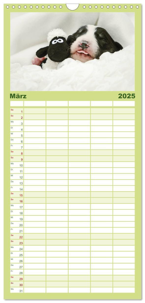 Bild: 9783457110522 | Familienplaner 2025 - Der Bordercollie-Kalender mit 5 Spalten...