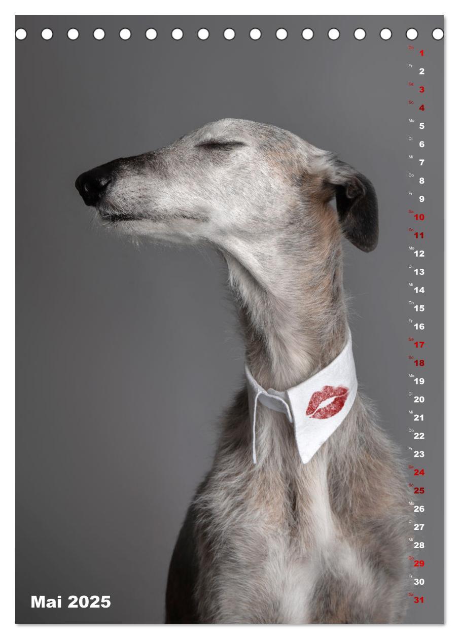 Bild: 9783457230732 | dogmuse deluxe (Tischkalender 2025 DIN A5 hoch), CALVENDO...