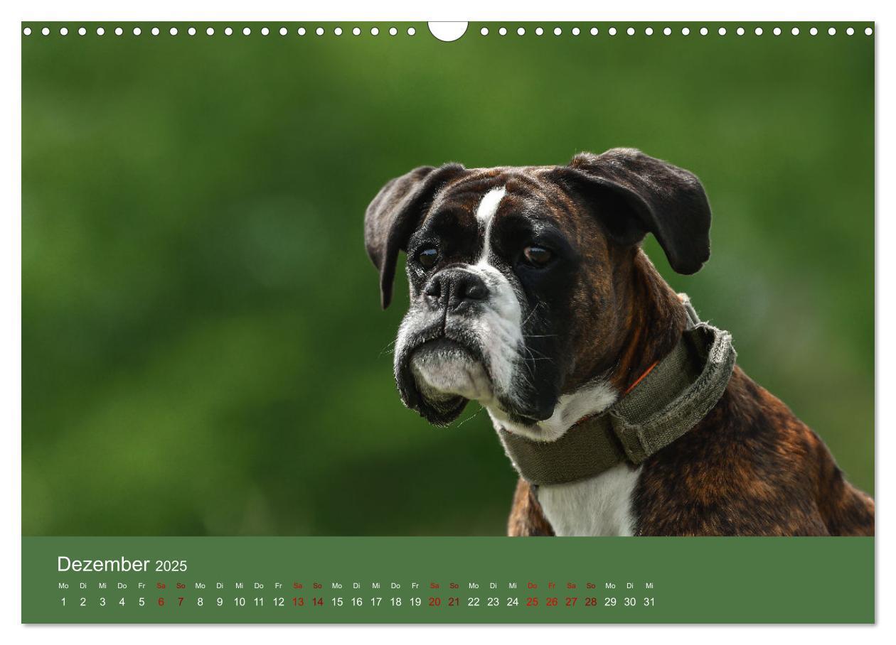 Bild: 9783383856235 | Fantastische Boxer - Sieger der Herzen (Wandkalender 2025 DIN A3...