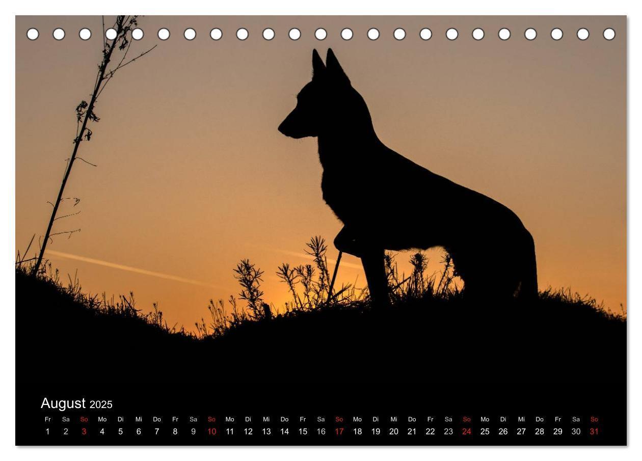 Bild: 9783435633012 | Belgische Schäferhunde - Der Malinois im Licht (Tischkalender 2025...