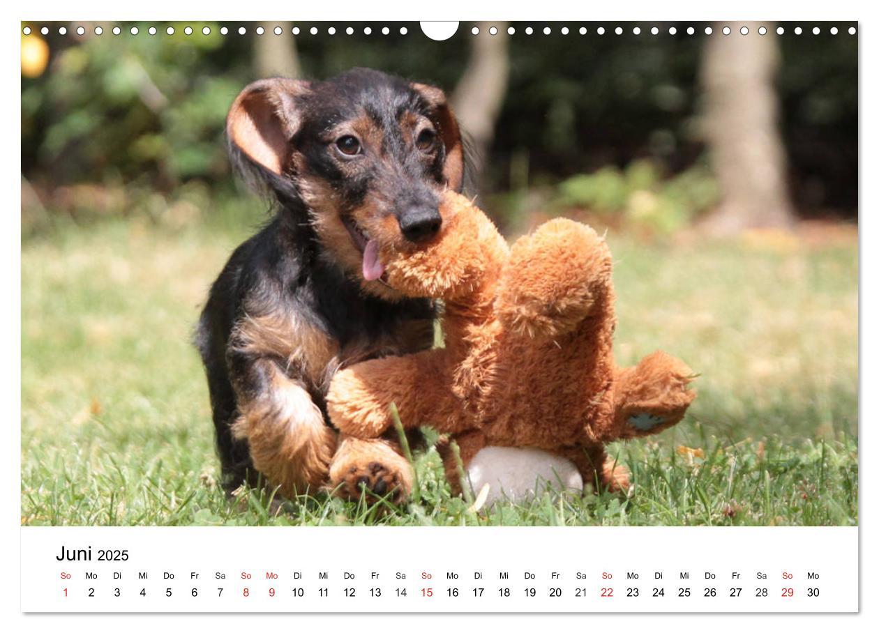 Bild: 9783435172856 | Ein Dackelkind blickt zurück (Wandkalender 2025 DIN A3 quer),...