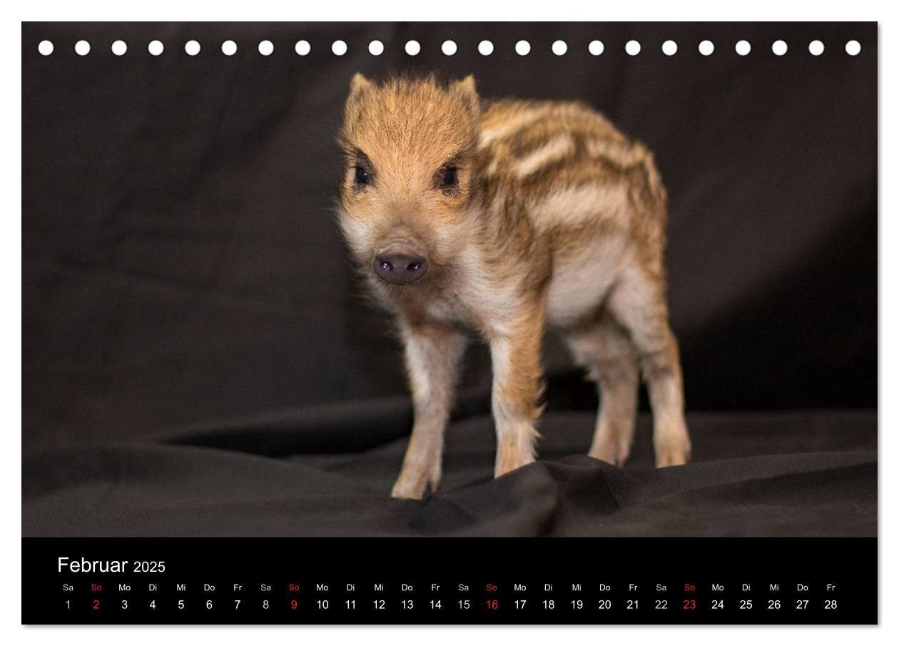 Bild: 9783435535682 | Kleine Schweinereien (Tischkalender 2025 DIN A5 quer), CALVENDO...