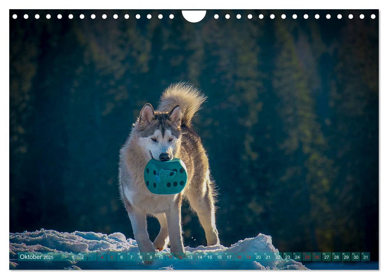 Bild: 9783435214730 | Alaskan Malamute in seinem Element (Wandkalender 2025 DIN A4 quer),...