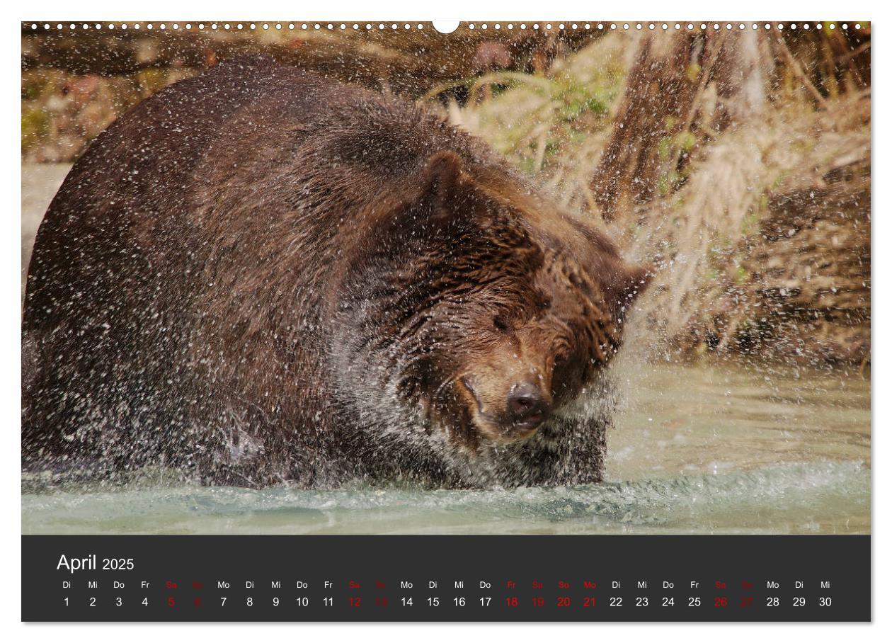 Bild: 9783435444434 | Die grossen Bärentatzen (Wandkalender 2025 DIN A2 quer), CALVENDO...