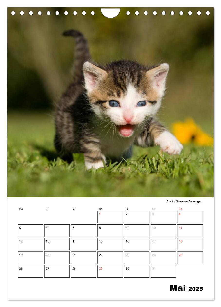 Bild: 9783457086711 | Katzenkinder - Impressionen (Wandkalender 2025 DIN A4 hoch),...