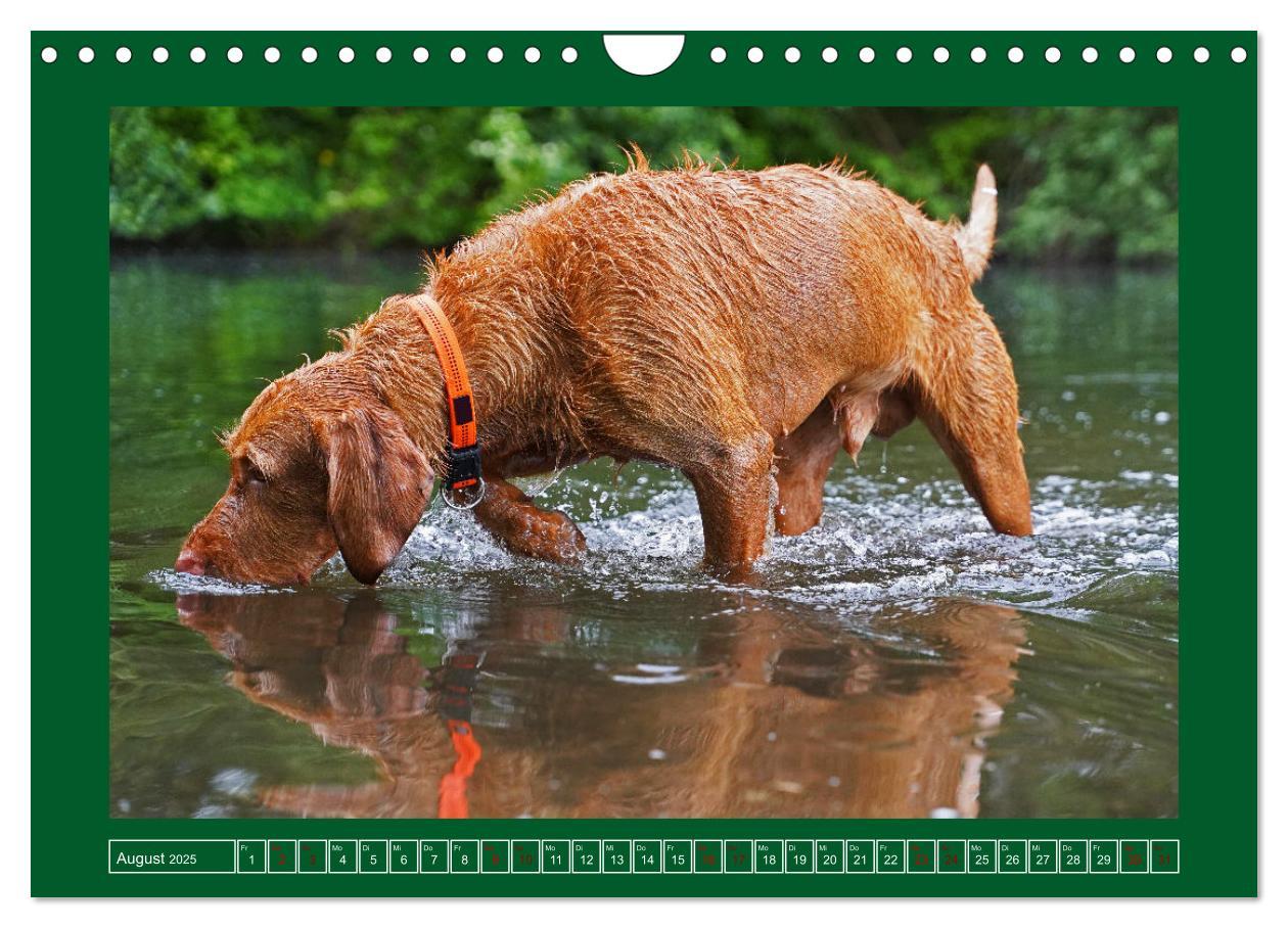 Bild: 9783383962295 | Faszination Magyar Vizsla am See (Wandkalender 2025 DIN A4 quer),...