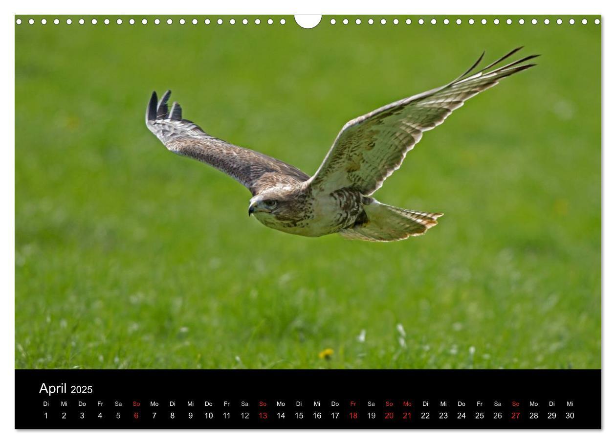 Bild: 9783435556878 | Wilde Heimat (Wandkalender 2025 DIN A3 quer), CALVENDO Monatskalender