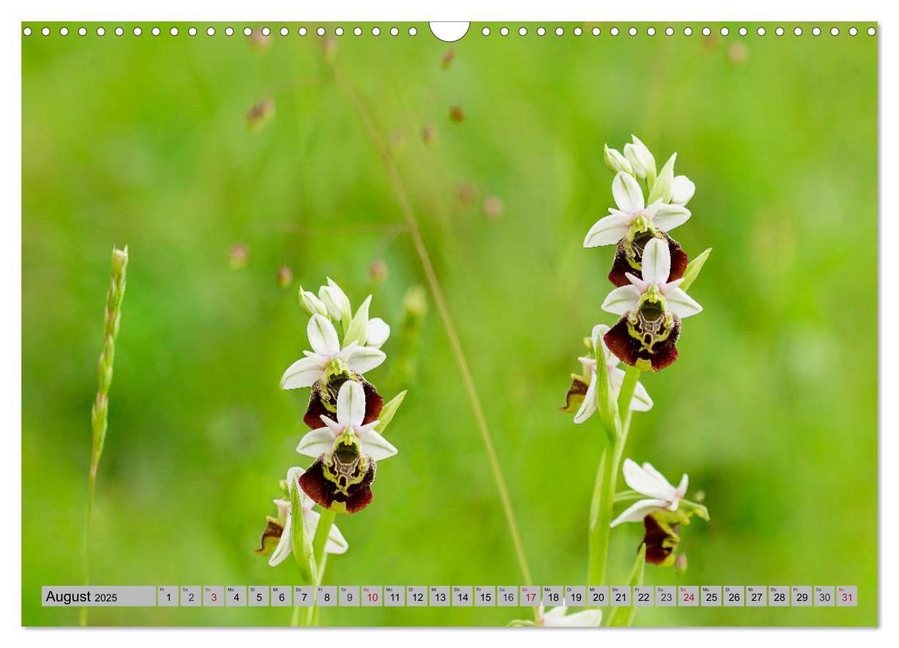 Bild: 9783435536528 | Orchideenwiese 2025 (Wandkalender 2025 DIN A3 quer), CALVENDO...