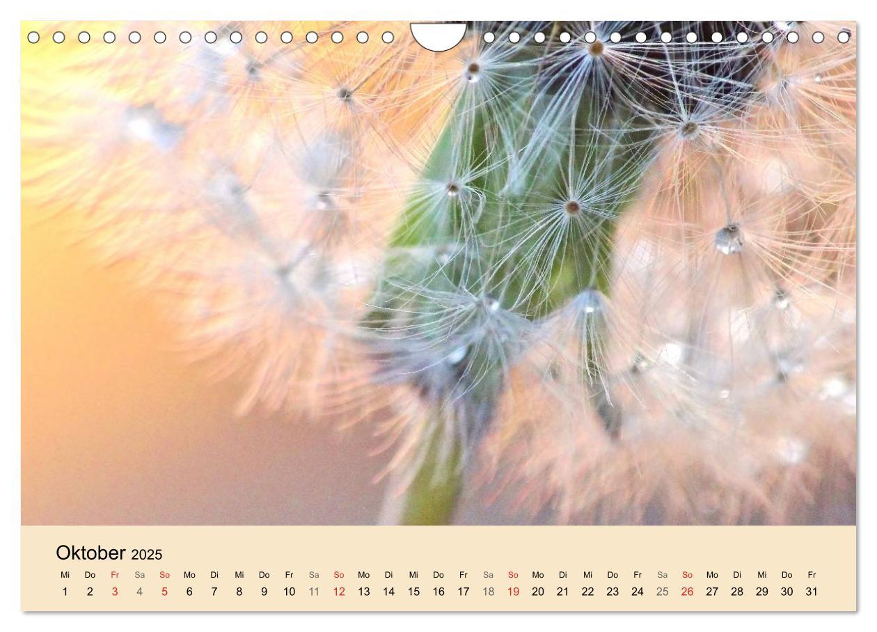 Bild: 9783435746910 | Naturjuwel Pusteblume (Wandkalender 2025 DIN A4 quer), CALVENDO...