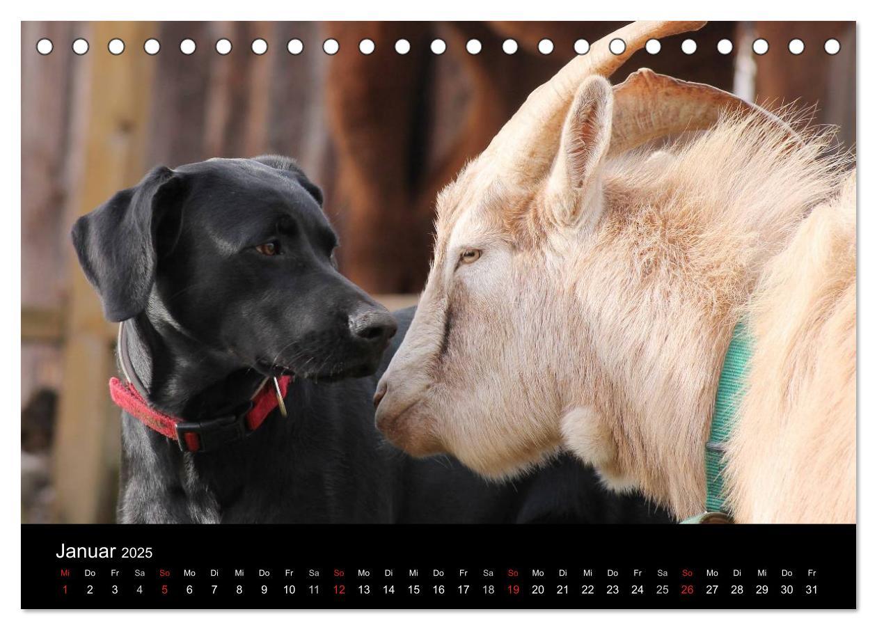 Bild: 9783435661275 | Der schwarze Hund und seine Freunde (Tischkalender 2025 DIN A5...