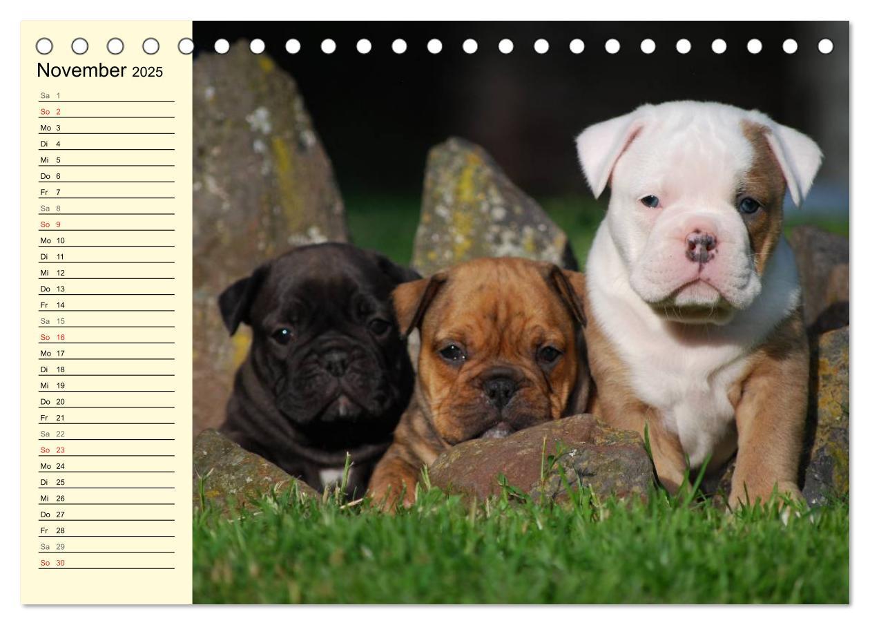 Bild: 9783435533497 | Bulldoggen-Moppelchen (Tischkalender 2025 DIN A5 quer), CALVENDO...