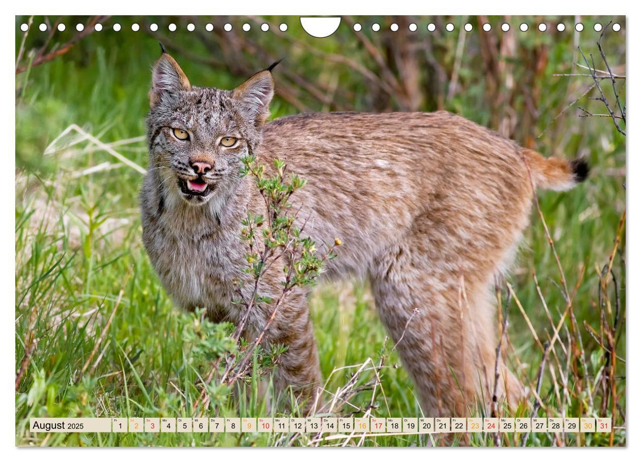 Bild: 9783435118601 | Raubkatze Luchs (Wandkalender 2025 DIN A4 quer), CALVENDO...