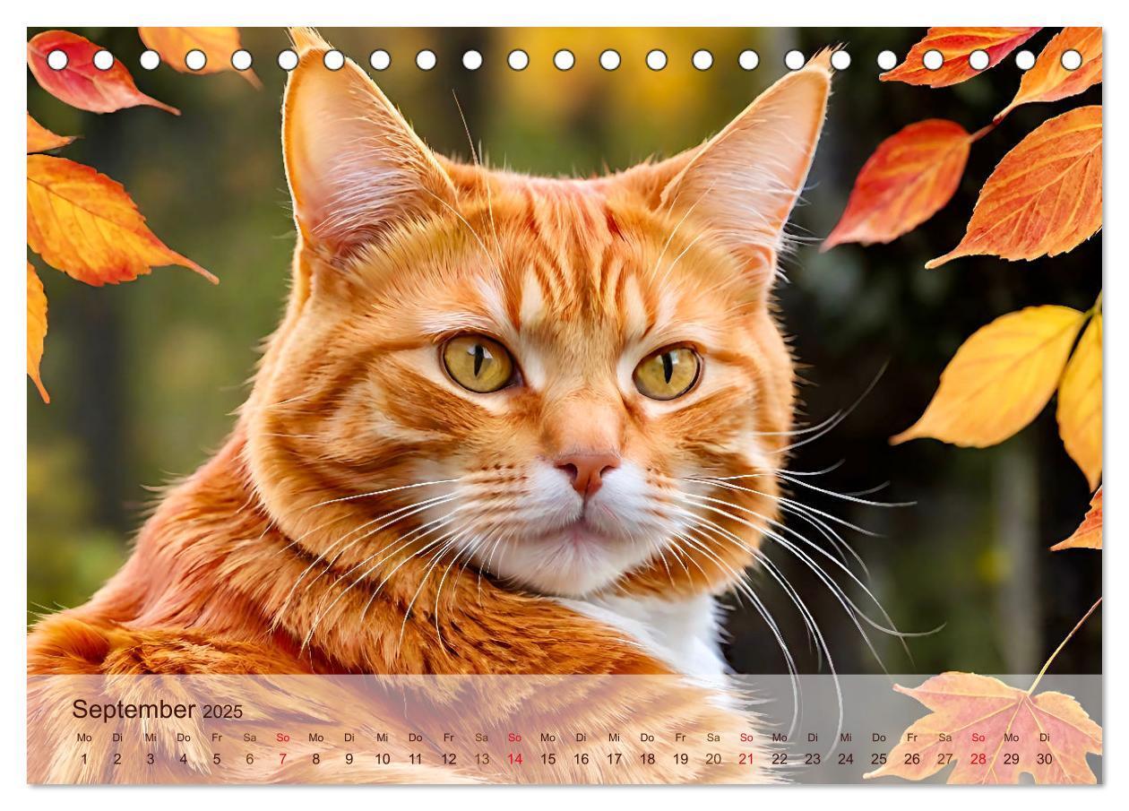 Bild: 9783383817885 | Rote Katzen (Tischkalender 2025 DIN A5 quer), CALVENDO Monatskalender