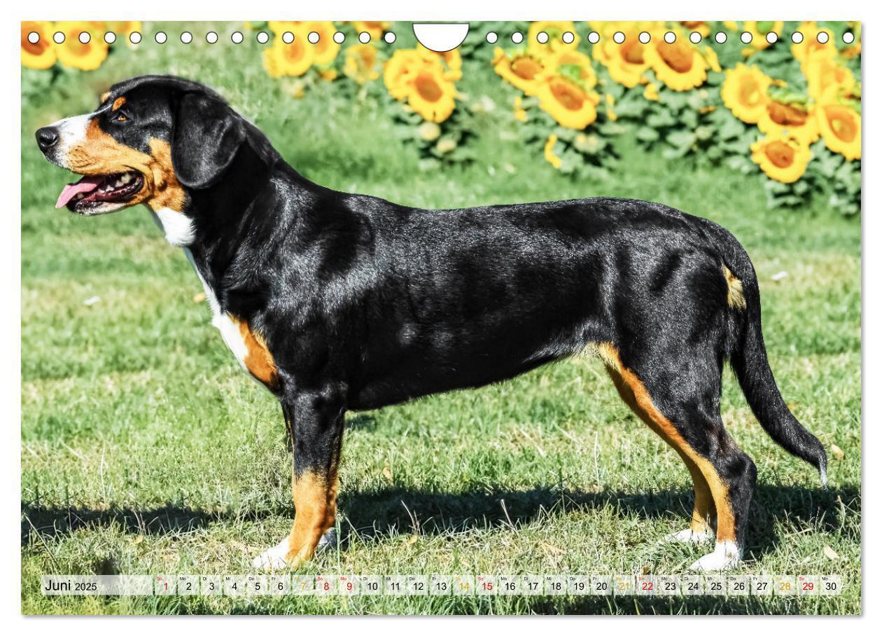 Bild: 9783457198957 | Entlebucher - Temperamentvolle Schweizer Sennenhunde (Wandkalender...