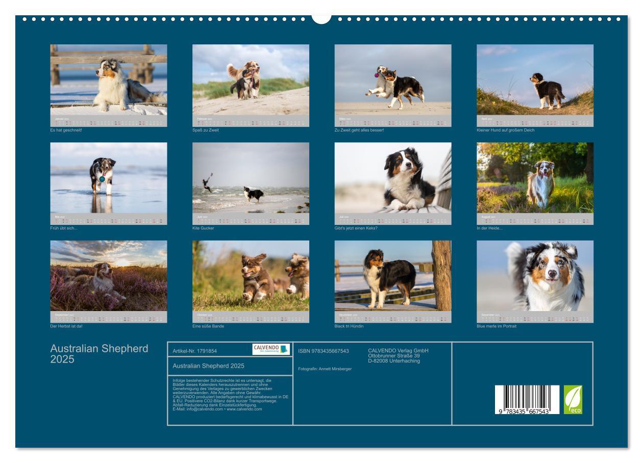 Bild: 9783435667543 | Australian Shepherd 2025 (hochwertiger Premium Wandkalender 2025...