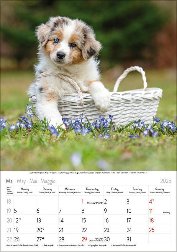 Bild: 9783731876175 | Hunde 2025 | Wandkalender mit Fotos von Hunden. Format 23,5 x 33,5 cm.