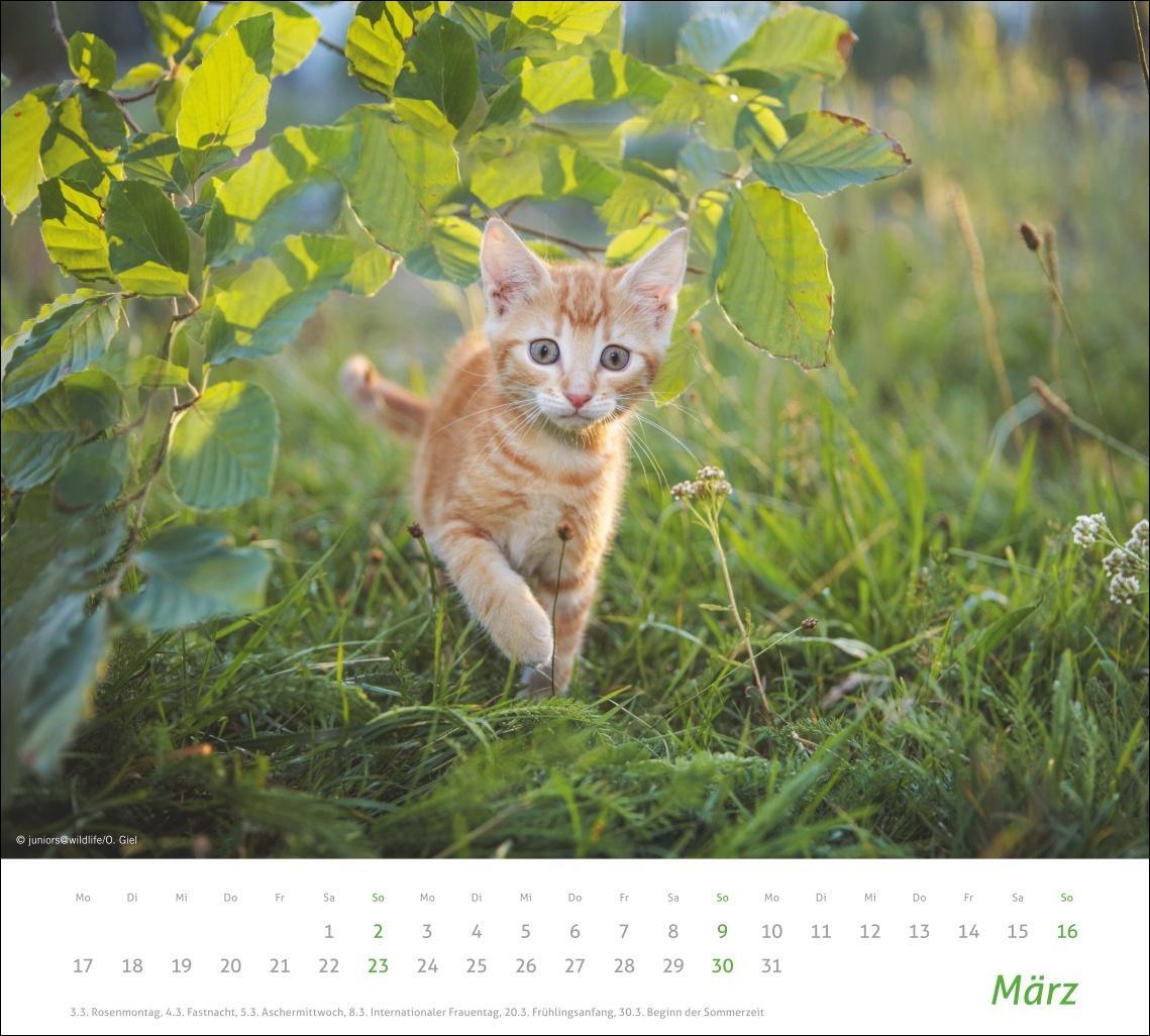 Bild: 9783756406852 | Katzen Bildkalender 2025 | Heye | Kalender | times&amp;more Kalender Heye