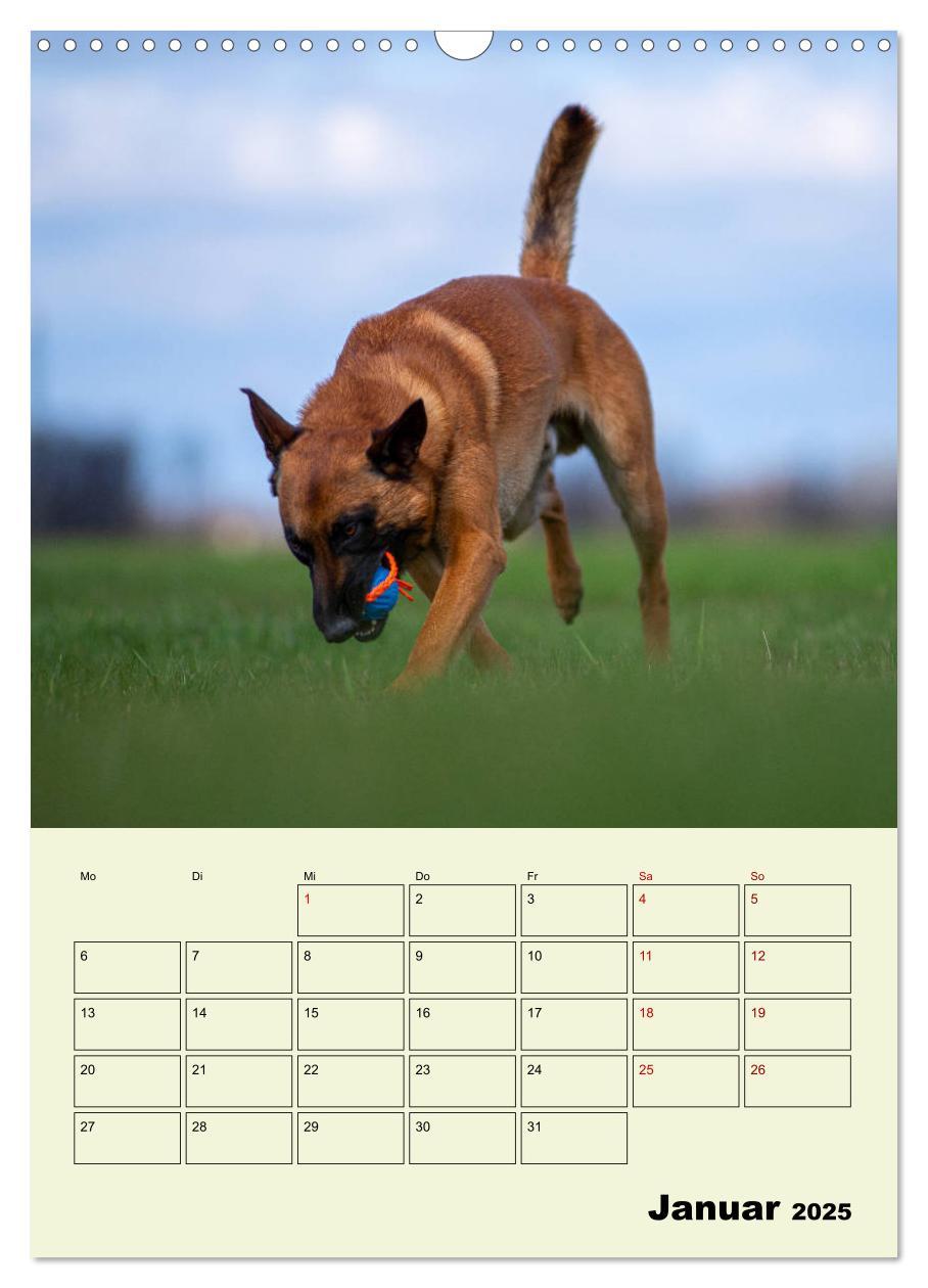 Bild: 9783435947065 | Malinois verlässliche Begleiter (Wandkalender 2025 DIN A3 hoch),...