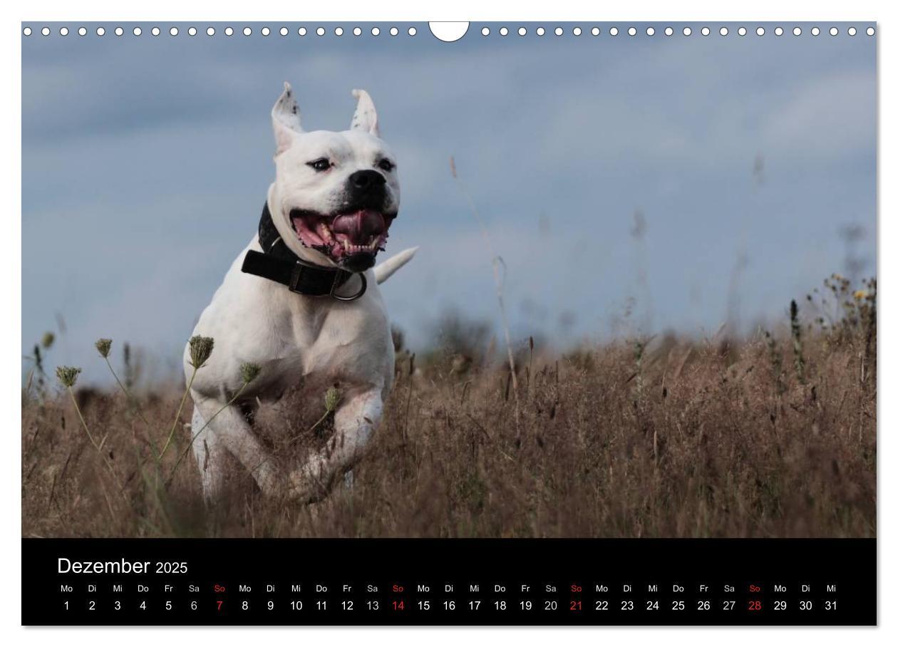 Bild: 9783435656240 | American Bulldog - stolz, loyal, einzigartig (Wandkalender 2025 DIN...