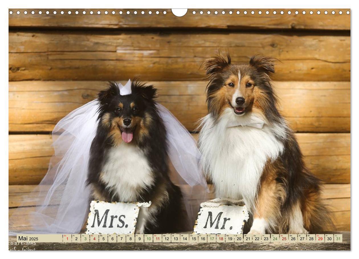 Bild: 9783435423415 | SHELTIES Liebe auf 4 Pfoten (Wandkalender 2025 DIN A3 quer),...