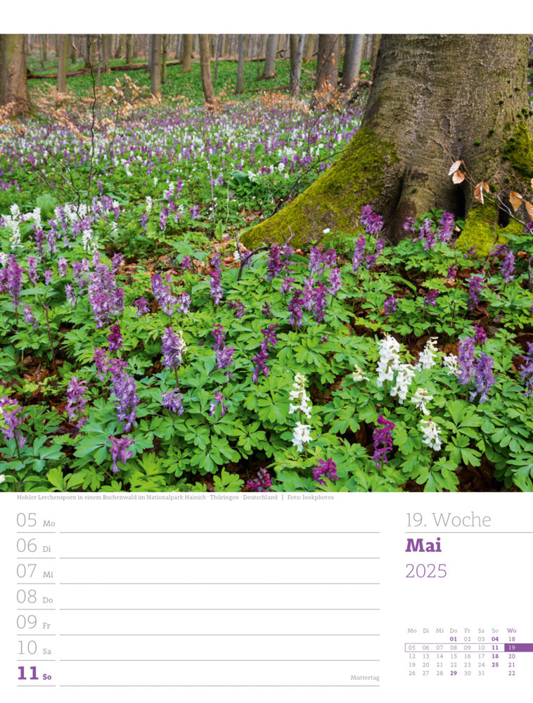 Bild: 9783838425979 | Unser Wald - Wochenplaner Kalender 2025 | Ackermann Kunstverlag | 2025