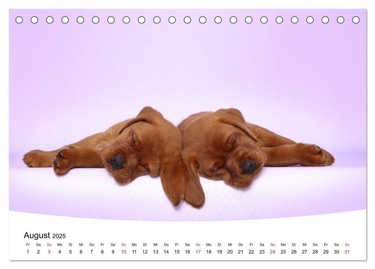 Bild: 9783435159857 | Süße Träume 2025 - schlafende Hundewelpen (Tischkalender 2025 DIN...