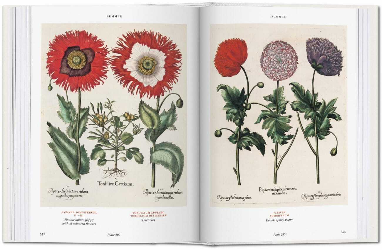 Bild: 9783836557863 | Basilius Besler. L'Herbier. Hortus Eystettensis | Littger (u. a.)