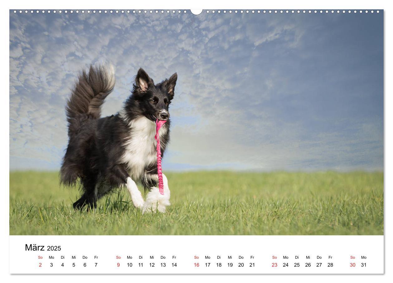 Bild: 9783435188130 | Border Collie - Bunt und clever! (hochwertiger Premium Wandkalender...